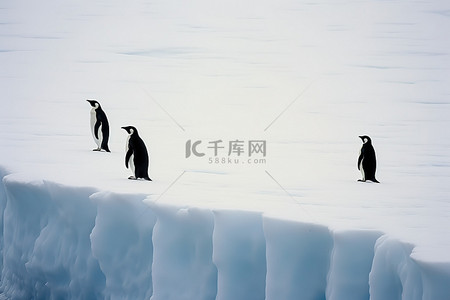 寒冷极地背景图片_来自南极洲北极冰原的企鹅