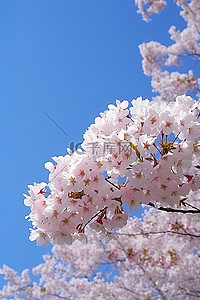 绽放的樱花背景图片_蓝天映衬下美丽的樱花