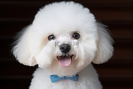 可爱小狗背景图片_白色比熊贵宾犬