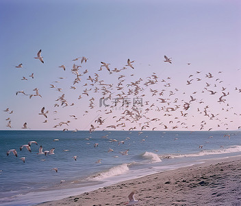 海鸥背景图片_一群鸟儿飞过海洋