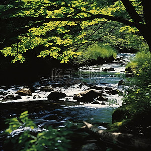 溪流背景图片_绿色的溪流穿过绿色的树林