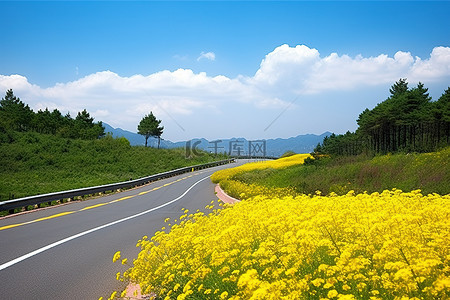 一条被黄花和森林包围的长路