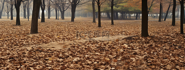 秋天的公园背景图片_周围有许多树木的公园
