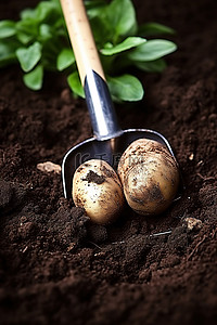 铲子落在装满土豆的土壤中