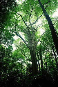 主管开放日背景图片_森林里长满了绿树，向天空开放