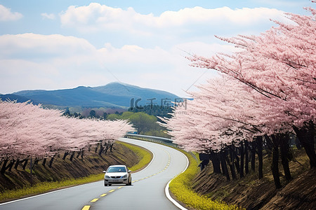 一辆汽车沿着一条乡村道路行驶，道路两旁长满了樱花树