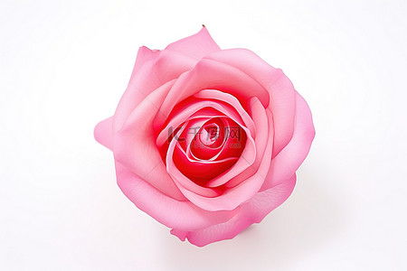 白色背景下的粉红玫瑰