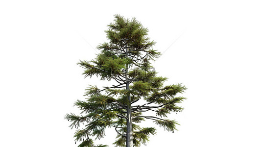 孤立的白色背景 3D 渲染冷杉危地马拉松树的树顶自然物体概念
