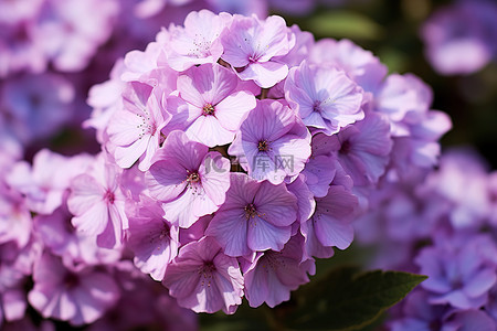 紫色紫色花背景图片_白色花瓣的紫色水螅花