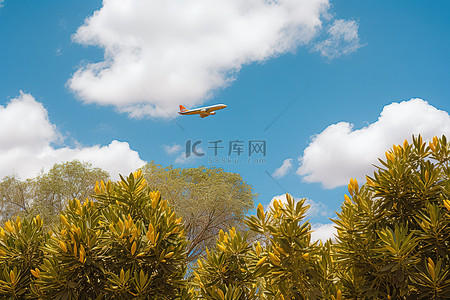 一架黄色和白色的飞机在蓝色多云的天空中的树木上飞行