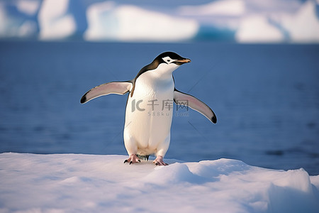 冰上嬉戏背景图片_企鹅站在靠近水的冰上