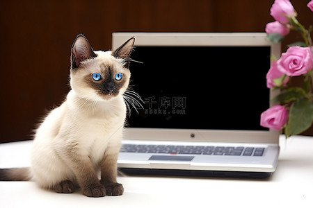 老板坐在椅子上背景图片_一只暹罗虎小猫坐在电脑桌上