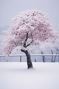 冬天的树，雪中开着粉红色的花