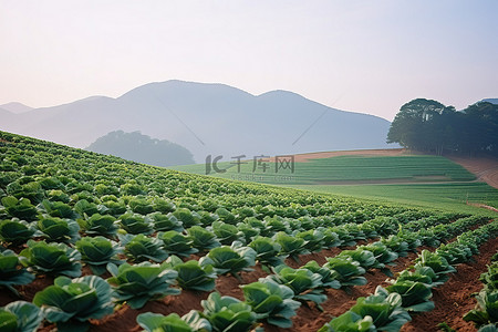 韩国尼松山区种植着一片卷心菜