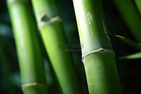 竹子特写背景图片_绿色竹茎的特写
