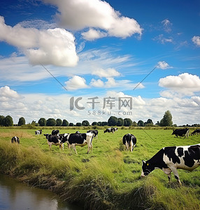 放牧写真背景图片_多云的天空下，一些牛在田野上吃草