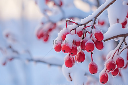 积雪红色背景图片_灌木丛中积雪覆盖的红色水果