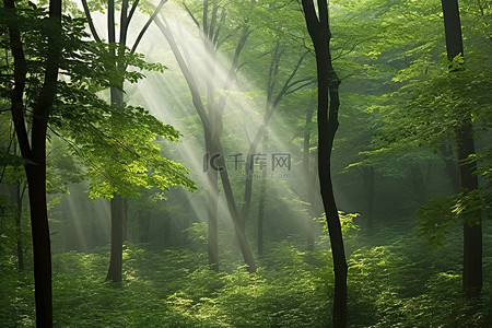 阳光穿过茂密的绿色森林