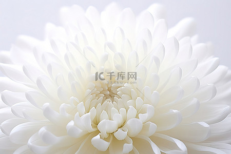 白色菊花背景图片_孤立在白色的白色菊花