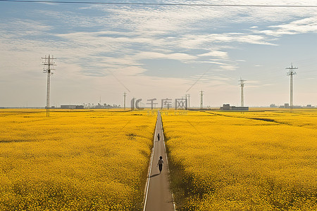 黄色的花朵背景图片_上海的黄色田野开满了黄色的花朵