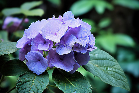 花里有话背景图片_紫色的花里长着叶子