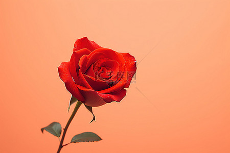 一朵红玫瑰坐在橙色的背景上