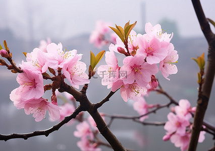 杏树背景图片_水边杏树的粉红色花朵