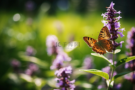 万花盛开背景图片_一只棕色的蝴蝶坐在一些紫色的小植物上