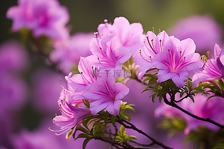 毕节杜鹃花背景图片_杜鹃花盛开 杜鹃花花 春天 粉红色 粉红色杜鹃花