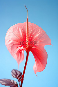 凤凰背景图片_芙蓉 醉酒 凤凰 菊花