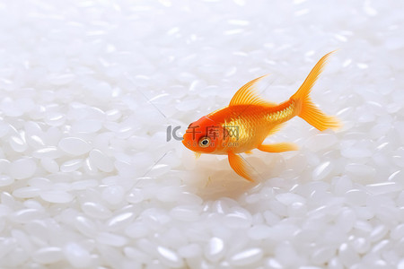 在金色金鱼上钓鱼白米饭