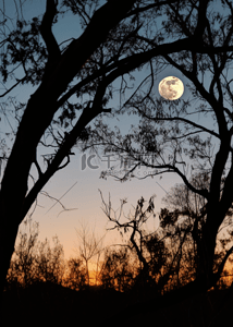 中秋背景植物背景图片_月亮树枝自然背景