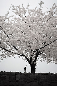 一个黑白相间的人举起一棵树