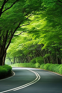 反向弯道背景图片_道路两旁种满树木和绿色灌木