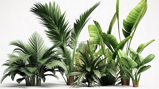 孤立的白色背景展示异国热带植物的 3d 渲染