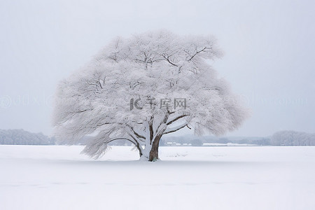 雪地树背景图片_一棵被雪覆盖的树坐在雪地里