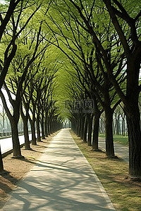 小路背景图片_公园小路旁的树线