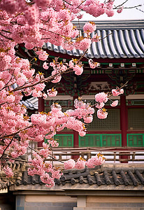 钟花背景图片_韩国首尔韩国洛可可式建筑附近开花的树木
