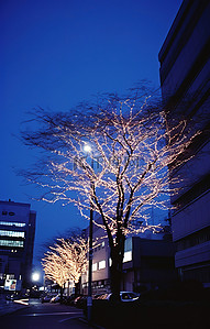 树在晚上被点亮