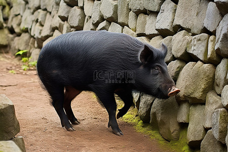 猪背景图片_一只黑猪站在高高的石墙上