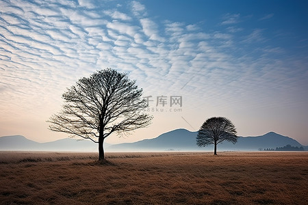 左右半脑背景图片_上午十点左右，山地里的三棵孤树