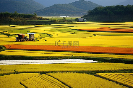 绿野农业背景图片_收获初期的稻田