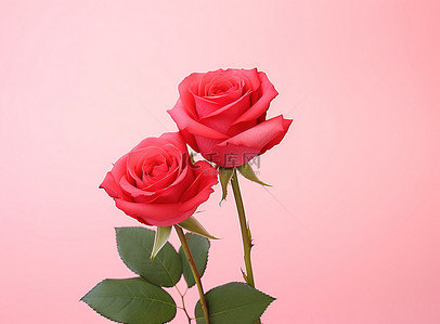 红玫瑰玫瑰背景背景图片_红玫瑰在粉红色的背景上被孤立地显示
