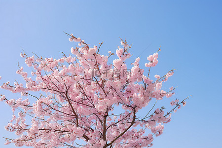 仲冬时节，蓝天映衬下的粉色樱花树