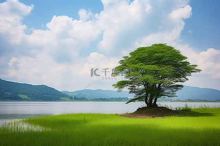 夏天的树背景图片_一棵孤独的树俯视着水面