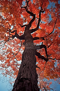 树皮入药背景图片_背景是彩色叶子的红枫树的树皮