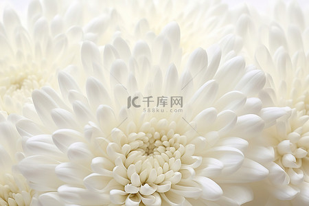 白色背景上的菊花