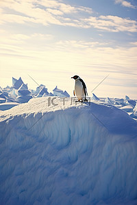 企鹅冰雪背景图片_企鹅站在冰雪覆盖的土地上