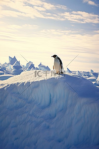 极地冰雪背景图片_企鹅站在冰雪覆盖的土地上