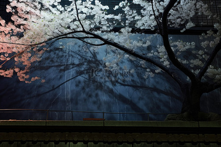 夜晚的樱花树背景图片_墙和光源前的樱花树
